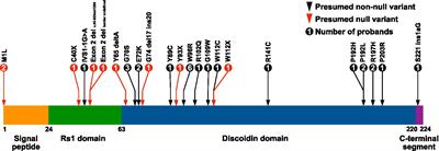 Long-term functional and structural outcomes in X-linked retinoschisis: implications for clinical trials